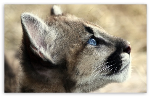 Puma wallpaper for Standard puma wallpaper. Puma wallpaper for Standard