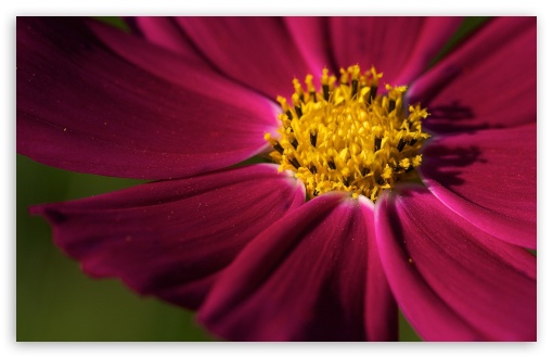 Purple Cosmos Flower HD wallpaper for Wide 16:10 Widescreen WHXGA WQXGA WUXGA WXGA ;