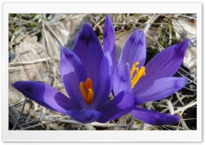 Purple Crocus HD Wide Wallpaper for Widescreen