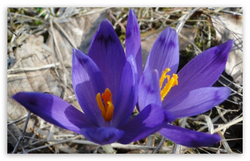 Purple Crocus HD wallpaper for Standard 4:3 5:4 Fullscreen UXGA XGA SVGA QSXGA SXGA ; Wide 16:10 5:3 Widescreen WHXGA WQXGA WUXGA WXGA WGA ; HD 16:9 High Definition WQHD QWXGA 1080p 900p 720p QHD nHD ; Other 3:2 DVGA HVGA HQVGA devices ( Apple PowerBook G4 iPhone 4 3G 3GS iPod Touch ) ; Mobile VGA WVGA iPhone iPad PSP Phone - VGA QVGA Smartphone ( PocketPC GPS iPod Zune BlackBerry HTC Samsung LG Nokia Eten Asus ) WVGA WQVGA Smartphone ( HTC Samsung Sony Ericsson LG Vertu MIO ) HVGA Smartphone ( Apple iPhone iPod BlackBerry HTC Samsung Nokia ) Sony PSP Zune HD Zen ;