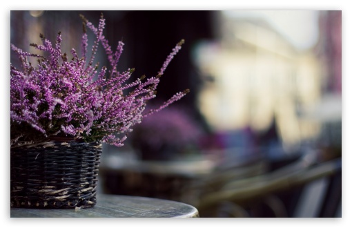 Purple Flowers In A Basket HD wallpaper for Wide 16:10 Widescreen WHXGA WQXGA WUXGA WXGA ;