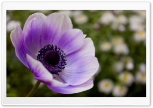 Purple Poppy HD Wide Wallpaper for Widescreen