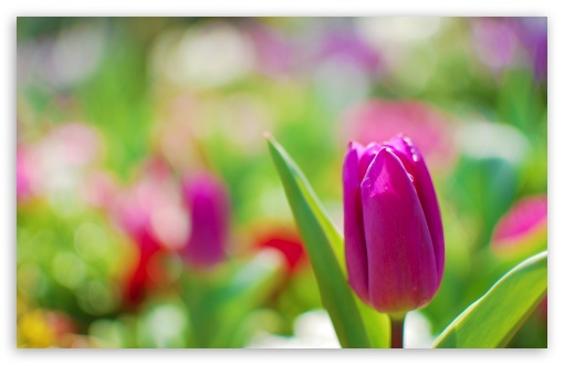 Purple Tulip HD wallpaper for Wide 16:10 Widescreen WHXGA WQXGA WUXGA WXGA ;