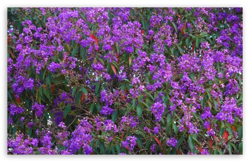 Quaresmeira - Lent Flower wallpaper for Standard 4:3 Fullscreen UXGA XGA SVGA ; Wide 16:10 Widescreen WHXGA WQXGA WUXGA WXGA ; HD 16:9 High Definition WQHD QWXGA 1080p 900p 720p QHD nHD ; Other 3:2 DVGA HVGA HQVGA devices ( Apple PowerBook G4 iPhone 4 3G 3GS iPod Touch ) ; Mobile VGA iPhone iPad - VGA QVGA Smartphone ( PocketPC GPS iPod Zune BlackBerry HTC Samsung LG Nokia Eten Asus ) HVGA Smartphone ( Apple iPhone iPod BlackBerry HTC Samsung Nokia ) ;