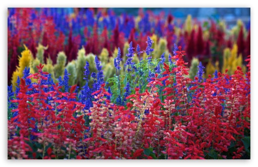 Rainbow Flowers HD wallpaper for Wide 16:10 Widescreen WHXGA WQXGA WUXGA WXGA ;