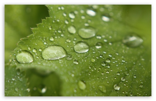 Raindrops wallpaper for Wide 16:10 Widescreen WHXGA WQXGA WUXGA WXGA ;