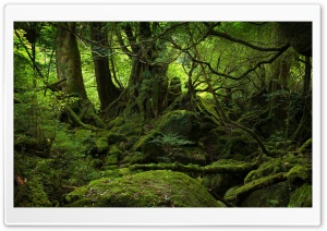 Rainforest HD Wide Wallpaper for Widescreen