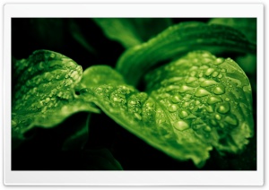 Rainforest Drops HD Wide Wallpaper for Widescreen