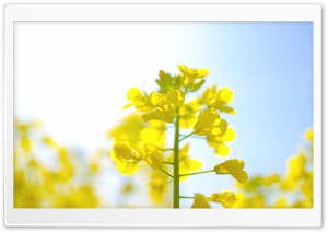 Rape Blossoms HD Wide Wallpaper for Widescreen