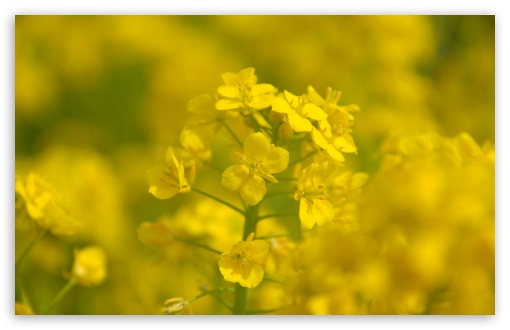 Rape Blossoms Close-up HD wallpaper for Wide 16:10 Widescreen WHXGA WQXGA WUXGA WXGA ;