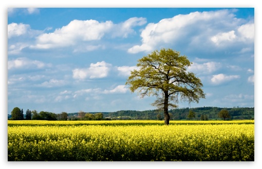 Rapeseed Fields HD wallpaper for HD 16:9 High Definition WQHD QWXGA 1080p 900p 720p QHD nHD ;