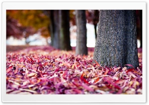 Red Fallen Leaves HD Wide Wallpaper for Widescreen