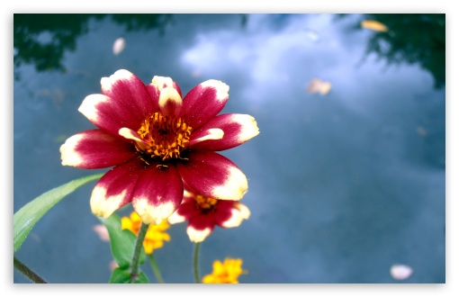 Red Flower wallpaper for Standard 4:3 Fullscreen UXGA XGA SVGA ; Wide 16:10 Widescreen WHXGA WQXGA WUXGA WXGA ; HD 16:9 High Definition WQHD QWXGA 1080p 900p 720p QHD nHD ; Mobile VGA iPad - VGA QVGA Smartphone ( PocketPC GPS iPod Zune BlackBerry HTC Samsung LG Nokia Eten Asus ) ;
