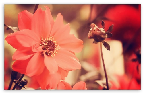 Red Flowers wallpaper for Wide 16:10 Widescreen WHXGA WQXGA WUXGA WXGA ;