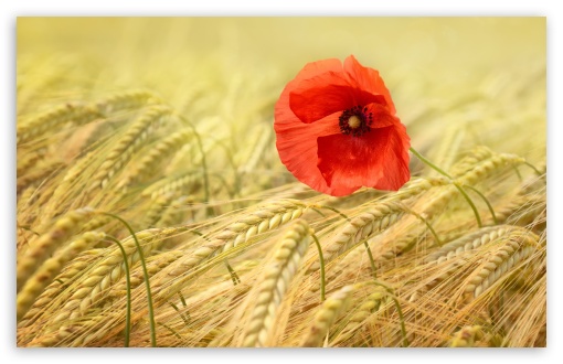 poppy wallpaper. Red Poppy wallpaper for Wide