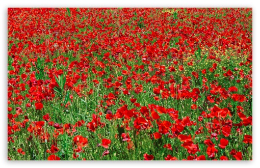 Red Poppy Field HD wallpaper for Wide 16:10 Widescreen WHXGA WQXGA WUXGA WXGA ;