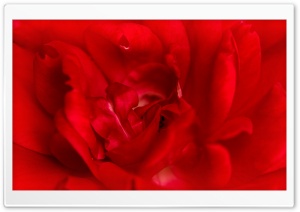 Red Rose Macro HD Wide Wallpaper for Widescreen