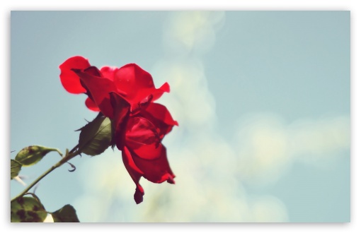 Red Rose, White & Blue wallpaper for Wide 16:10 Widescreen WHXGA WQXGA WUXGA WXGA ;