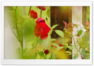 Red Roses   Rosarium Utrecht HD Wide Wallpaper for Widescreen