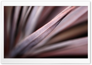 Red Sensation HD Wide Wallpaper for Widescreen