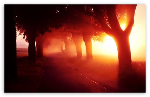 Red Sunset   Tree Lined Road wallpaper for Wide 16:10 Widescreen WHXGA WQXGA WUXGA WXGA ;