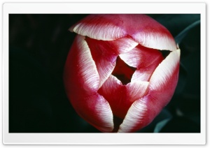 Red Tulip HD Wide Wallpaper for Widescreen
