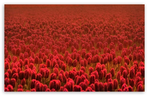 Red Tulip Field wallpaper for Wide 16:10 Widescreen WHXGA WQXGA WUXGA WXGA ;