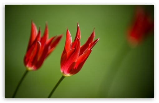 Red Tulips Against A Green Background wallpaper for Wide 16:10 Widescreen WHXGA WQXGA WUXGA WXGA ;