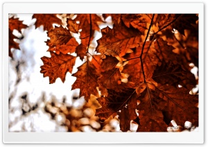 Reddish wallpaper