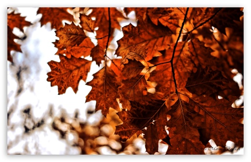 Reddish HD wallpaper for Standard 4:3 5:4 Fullscreen UXGA XGA SVGA QSXGA SXGA ; Wide 16:10 5:3 Widescreen WHXGA WQXGA WUXGA WXGA WGA ; HD 16:9 High Definition WQHD QWXGA 1080p 900p 720p QHD nHD ; Mobile VGA WVGA iPhone iPad PSP Phone - VGA QVGA Smartphone ( PocketPC GPS iPod Zune BlackBerry HTC Samsung LG Nokia Eten Asus ) WVGA WQVGA Smartphone ( HTC Samsung Sony Ericsson LG Vertu MIO ) HVGA Smartphone ( Apple iPhone iPod BlackBerry HTC Samsung Nokia ) Sony PSP Zune HD Zen ;