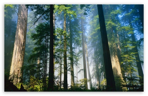 Redwood HD wallpaper for Wide 16:10 Widescreen WHXGA WQXGA WUXGA WXGA ;