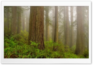 Redwood National Park HD Wide Wallpaper for Widescreen