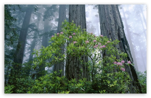 Redwood National Park HD wallpaper for HD 16:9 High Definition WQHD QWXGA 1080p 900p 720p QHD nHD ;