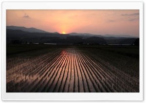 Rice Field Nature Sunset HD Wide Wallpaper for Widescreen