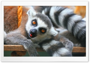 Ring Tailed Lemurs Tropical Wings United Kingdom HD Wide Wallpaper for Widescreen