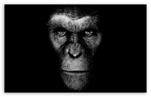 Rise Of The Planet Of The Apes... HD wallpaper for Standard 4:3 Fullscreen UXGA XGA SVGA ; Wide 16:10 5:3 Widescreen WHXGA WQXGA WUXGA WXGA WGA ; HD 16:9 High Definition WQHD QWXGA 1080p 900p 720p QHD nHD ; Other 3:2 DVGA HVGA HQVGA devices ( Apple PowerBook G4 iPhone 4 3G 3GS iPod Touch ) ; Mobile VGA WVGA iPhone iPad - VGA QVGA Smartphone ( PocketPC GPS iPod Zune BlackBerry HTC Samsung LG Nokia Eten Asus ) WVGA WQVGA Smartphone ( HTC Samsung Sony Ericsson LG Vertu MIO ) HVGA Smartphone ( Apple iPhone iPod BlackBerry HTC Samsung Nokia ) ; Dual 4:3 UXGA XGA SVGA ;