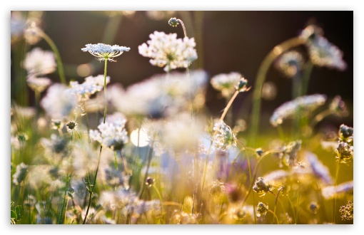 Romantic HD wallpaper for Wide 16:10 Widescreen WHXGA WQXGA WUXGA WXGA ;