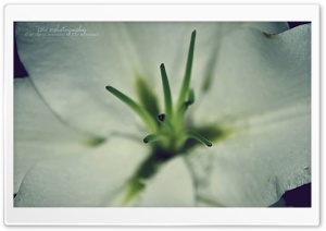 Rose m'' HD Wide Wallpaper for Widescreen