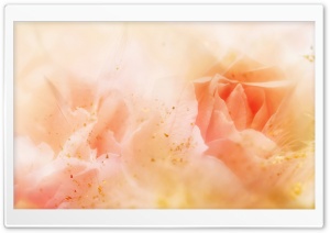 Roses Magic 5 HD Wide Wallpaper for Widescreen