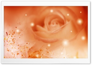 Roses Magic 7 HD Wide Wallpaper for Widescreen