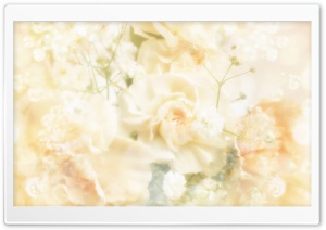 Roses Magic 9 HD Wide Wallpaper for Widescreen