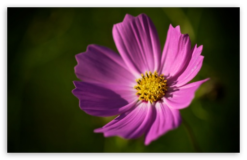 Royal Flower HD wallpaper for Wide 16:10 Widescreen WHXGA WQXGA WUXGA WXGA ;