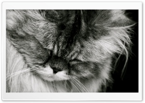 Sad Cat HD Wide Wallpaper for Widescreen