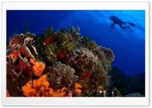Scuba Diving HD Wide Wallpaper for Widescreen