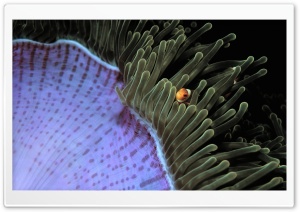 Sea Anemone HD Wide Wallpaper for Widescreen