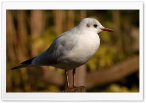 Seagull Bird HD Wide Wallpaper for Widescreen