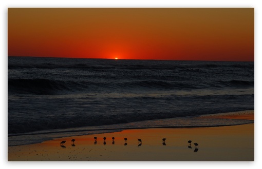 Beach Sunset Wallpaper. Seagulls On Beach At Sunset