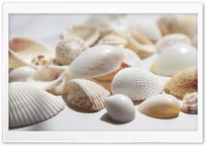Seashells wallpaper