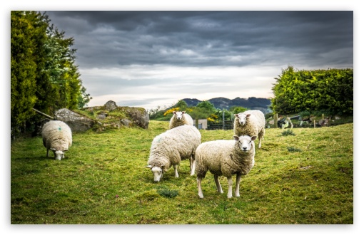 Sheeps HD wallpaper for Standard 4:3 5:4 Fullscreen UXGA XGA SVGA QSXGA SXGA ; Wide 16:10 5:3 Widescreen WHXGA WQXGA WUXGA WXGA WGA ; HD 16:9 High Definition WQHD QWXGA 1080p 900p 720p QHD nHD ; Other 3:2 DVGA HVGA HQVGA devices ( Apple PowerBook G4 iPhone 4 3G 3GS iPod Touch ) ; Mobile VGA WVGA iPhone iPad PSP Phone - VGA QVGA Smartphone ( PocketPC GPS iPod Zune BlackBerry HTC Samsung LG Nokia Eten Asus ) WVGA WQVGA Smartphone ( HTC Samsung Sony Ericsson LG Vertu MIO ) HVGA Smartphone ( Apple iPhone iPod BlackBerry HTC Samsung Nokia ) Sony PSP Zune HD Zen ;