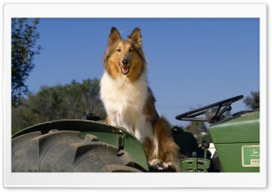 Sheltie On The Tractor HD Wide Wallpaper for Widescreen